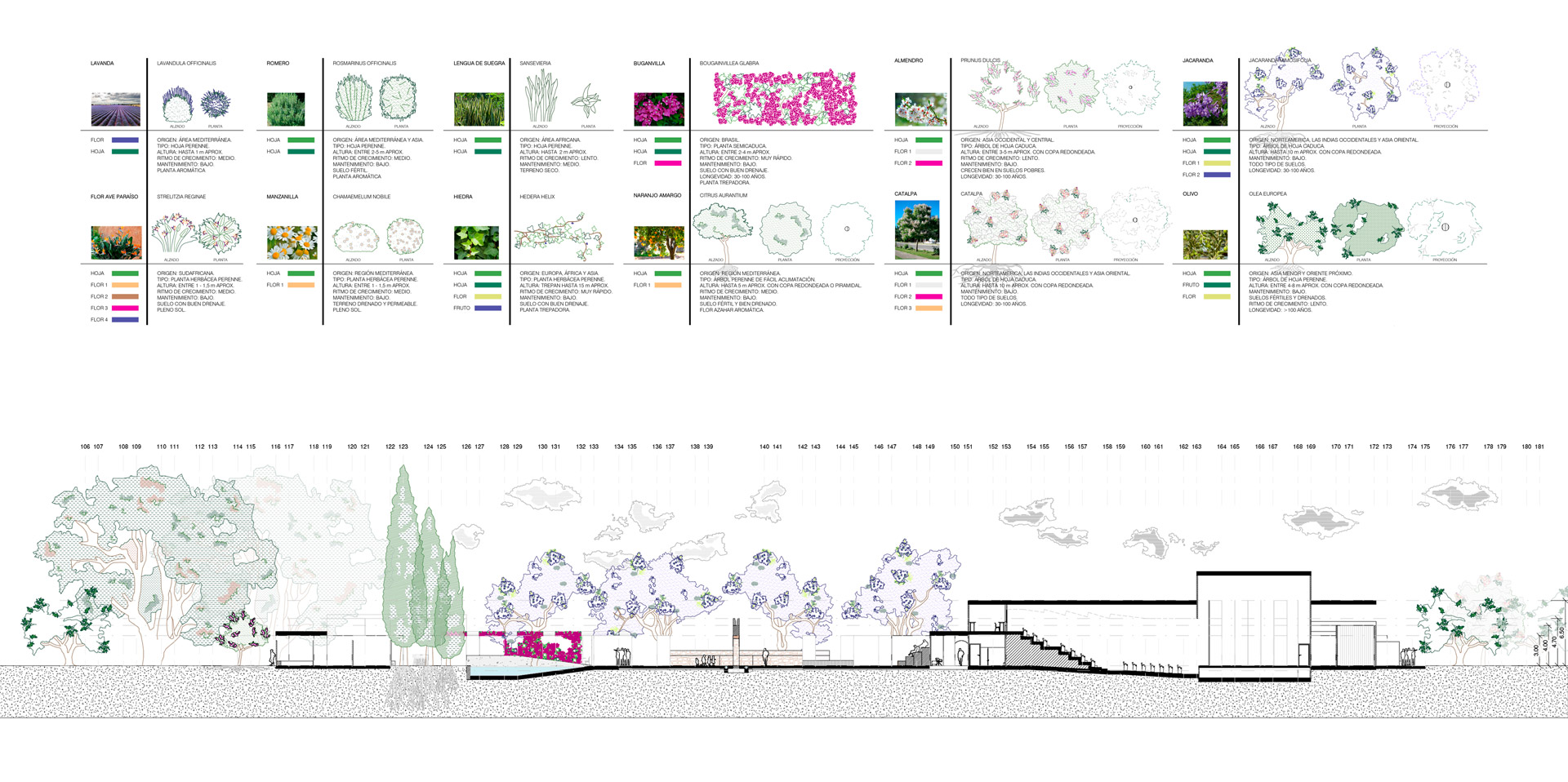 Sección y vegetación